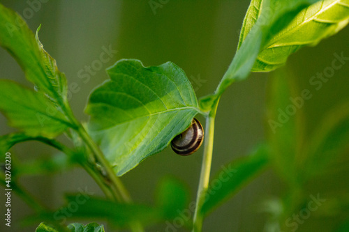 snail on an acer negundo leaf against a background of green nature