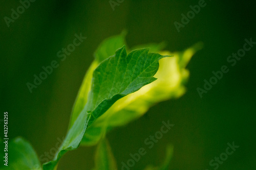 acer negundo leaves on a green nature background