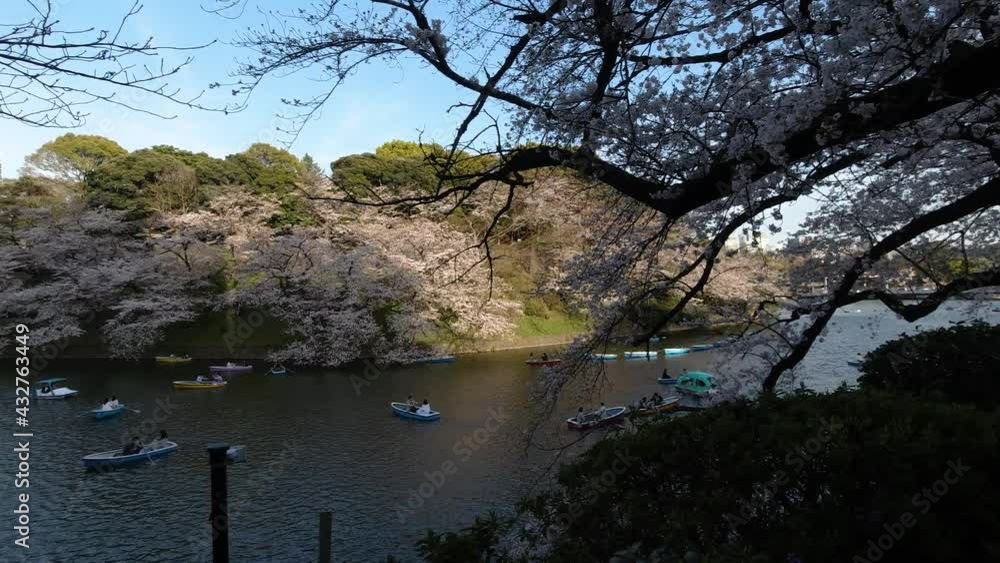 Slow motion pan across beautiful river in Tokyo with Sakura Cherry Blossom trees and boats