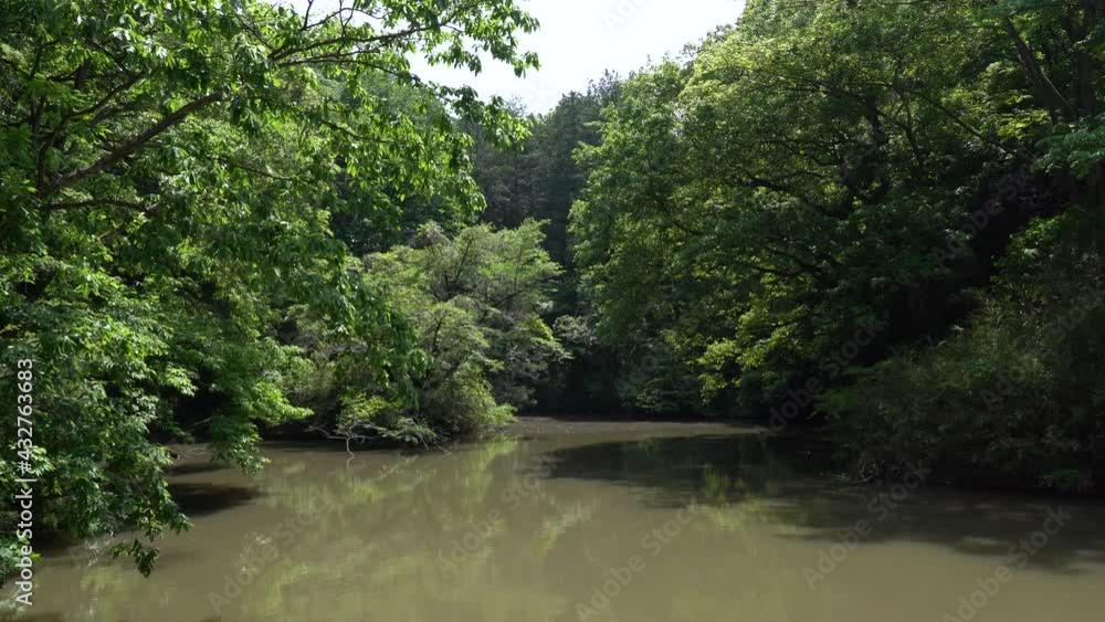 Swamp lurking in the depths of the forest Swamp lurking in the depths of the forest
