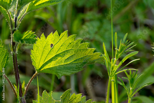 young green nettle among green grass