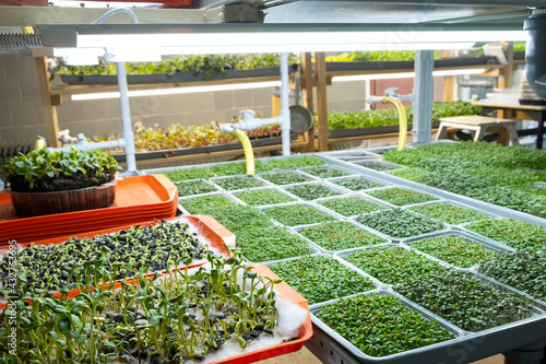 Urban microgreen farm. Eco-friendly small business. Baby leaves, phytolamp. photo
