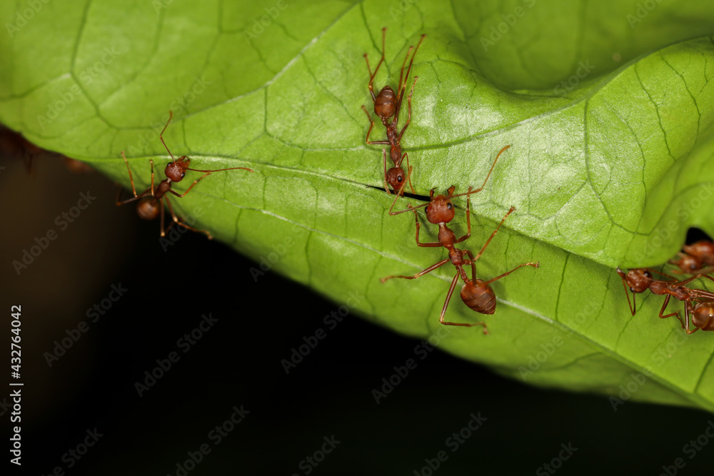 Close up Red ant teams collect leaves to build a nest from the leaves. Close up Red ant teams collect leaves to build a nest from the leaves.