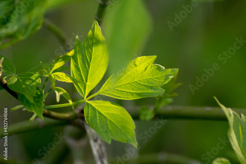 acer negundo leaves on the background of branches