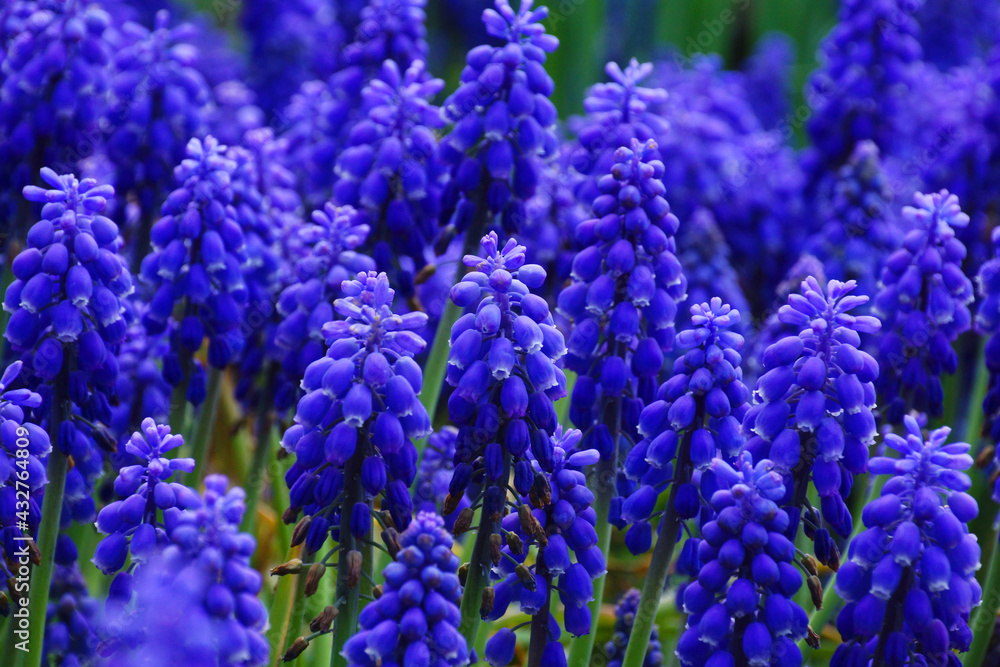 Blue color of muscari.