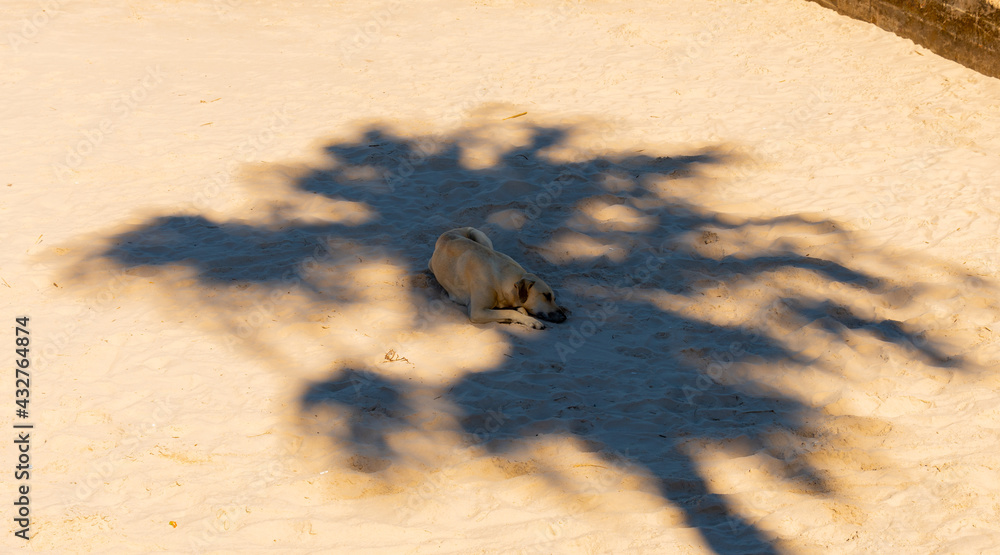 Obraz premium Dog taking a nap under the shadow of a palm