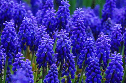 Obraz na płótnie Blue color of muscari. w salonie