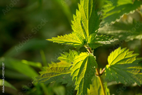 young green nettle among green grass