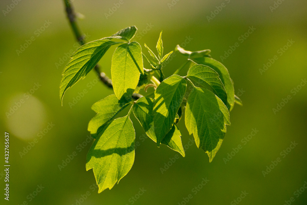 acer negundo on a background of green nature acer negundo on a background of green nature