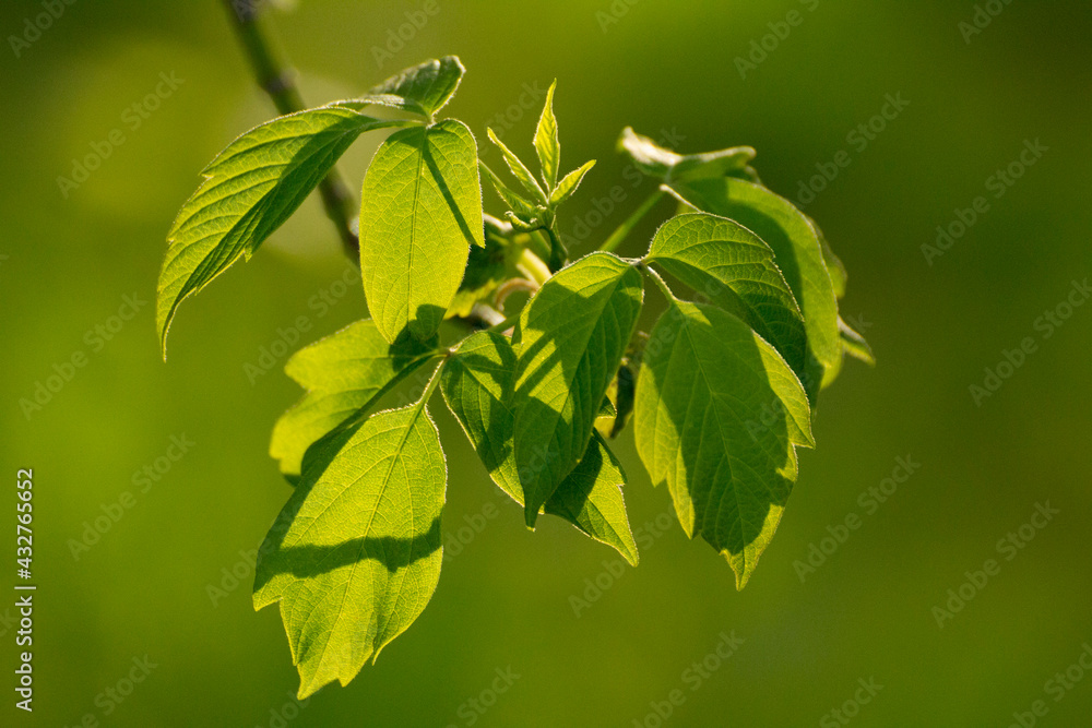 Obraz premium acer negundo on a background of green nature