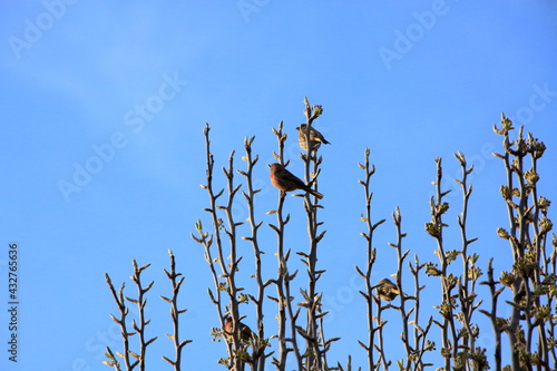 Birds perched on the tips of trees in early spring.