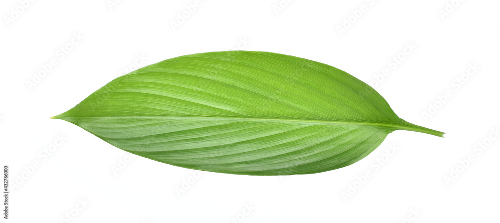 Fresh leaves of turmeric (Curcuma longa) ginger medicinal herbal plant isolated on white background, clipping path included. - obrazy, fototapety, plakaty 
