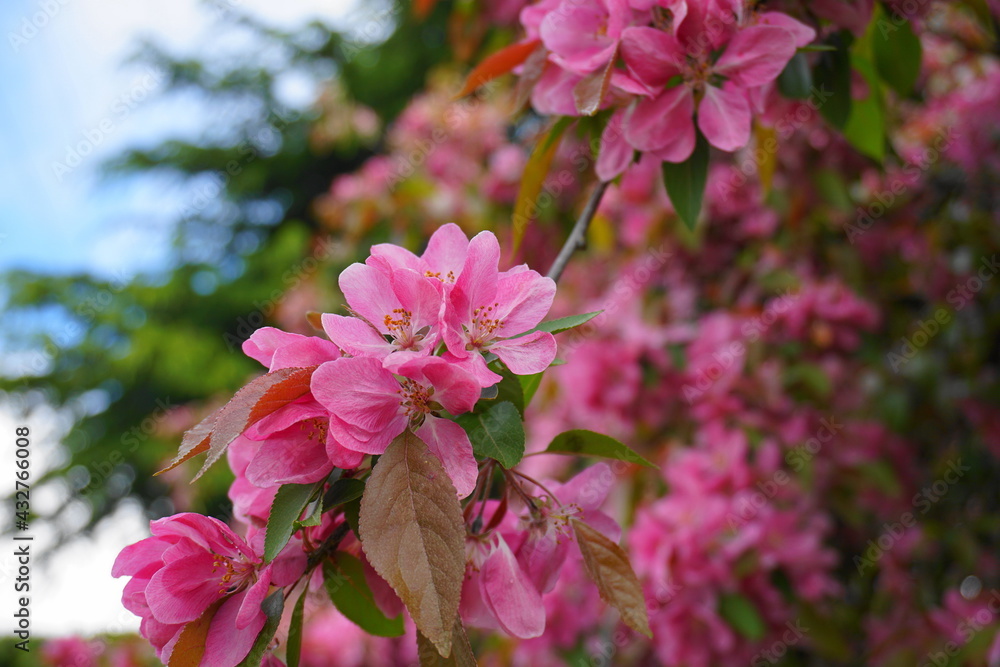 Malus Royalty Crabapple tree with flowers in the morning sun close up. Apple blossom. Spring background. Malus Royalty Crabapple tree with flowers in the morning sun close up. Apple blossom. Spring background.