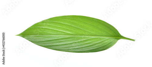 Fresh leaves of turmeric (Curcuma longa) ginger medicinal herbal plant isolated on white background, clipping path included.