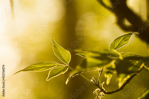 acer negundo on a background of green nature photo