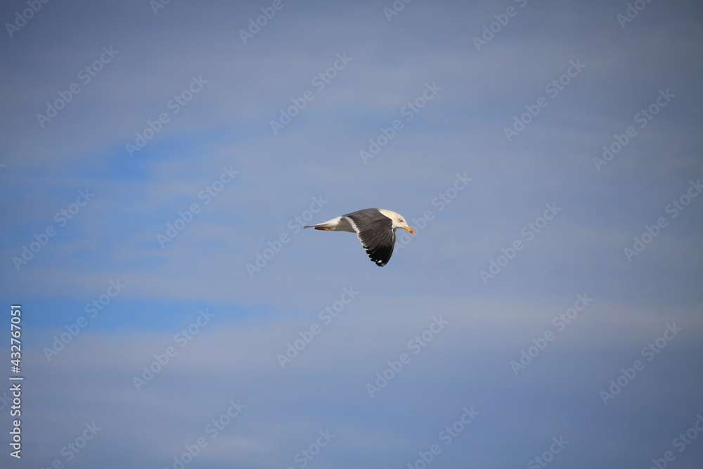 A gliding Lesser Black-backed Gull
A gliding Lesser Black-backed Gull