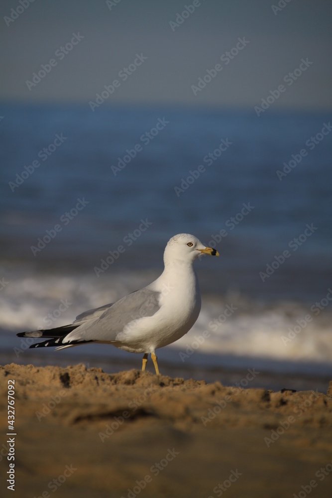 A Ring-billed Gull standing on the beach A Ring-billed Gull standing on the beach