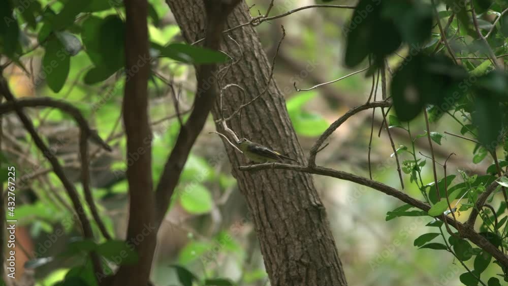 Yellow-rumped Flycatcher perching branch in the forest. Female of Yellow-rumping Flycatcher. Yellow-rumped Flycatcher perching branch in the forest. Female of Yellow-rumping Flycatcher.