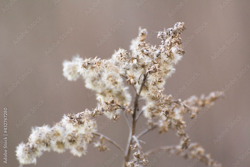 dry plants against the backdrop of green nature dry plants against the backdrop of green nature