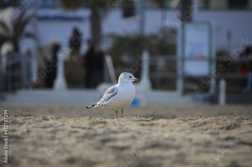 A Ring-billed Gull standing on the beach