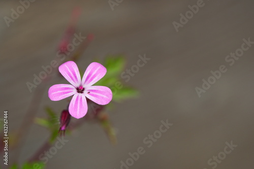 A small magenta purple flower on a small green stem against a artistically blurred brown background