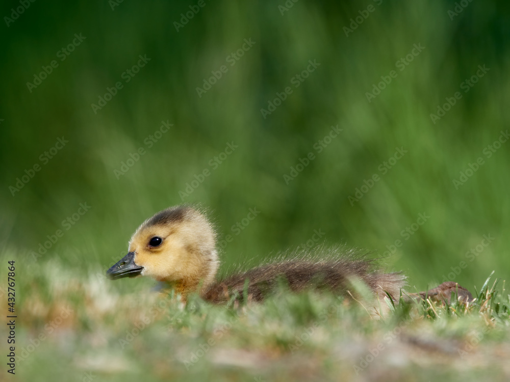 Fototapeta premium Gosling of a Canada Goose (Branta canadensis) resting in the grass, Germany