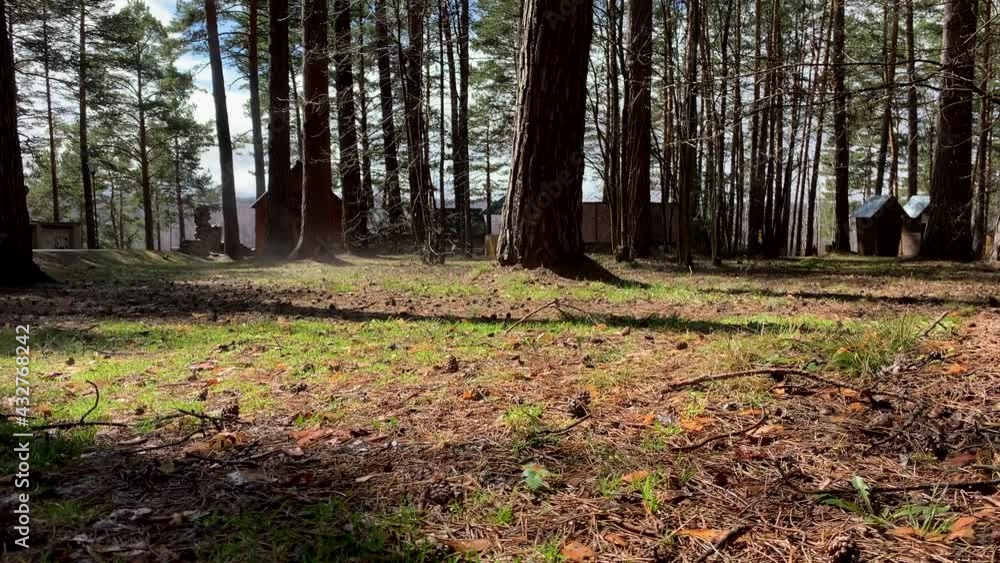 Evaporation of moisture in the forest on a sunny spring day. A small fog rises from the surface of the ground in the forest.