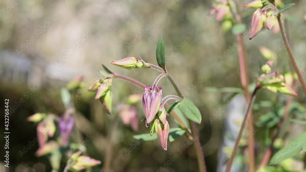 Purple flower of common columbine