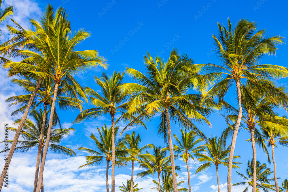 Palm Trees