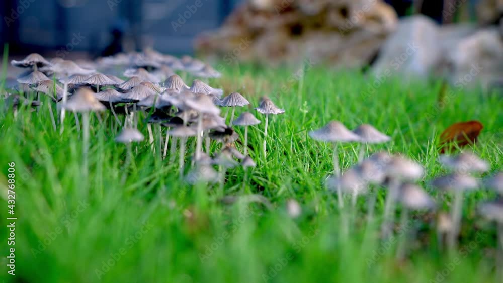 Inkcap mushrooms in the early morning. Inkcap mushrooms in the early morning.