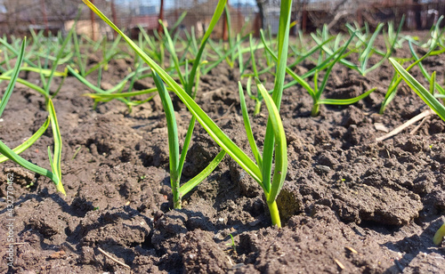 sprouts of garlic sprouted in the garden bed. spring, sunny day, gardening.