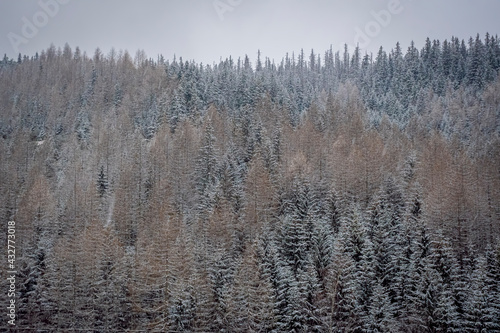 Mixed coniferous forest in Tatra Mountains, Poland. Fir and larch trees growing on a hill. Winter in the national park. Selective focus on the woodland, blurred background.