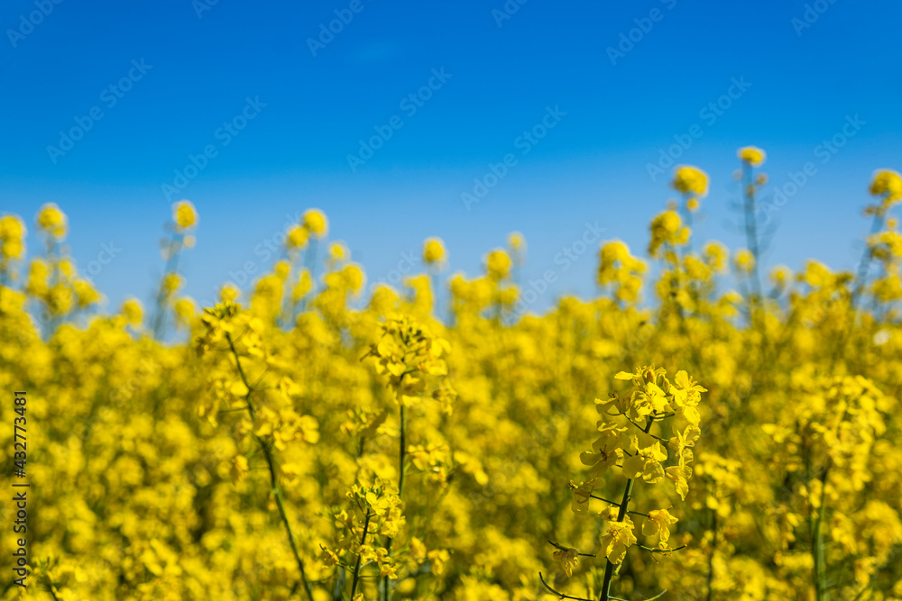 Panorama of beautiful flowering rapeseed field in the sunny day. Panorama of beautiful flowering rapeseed field in the sunny day.