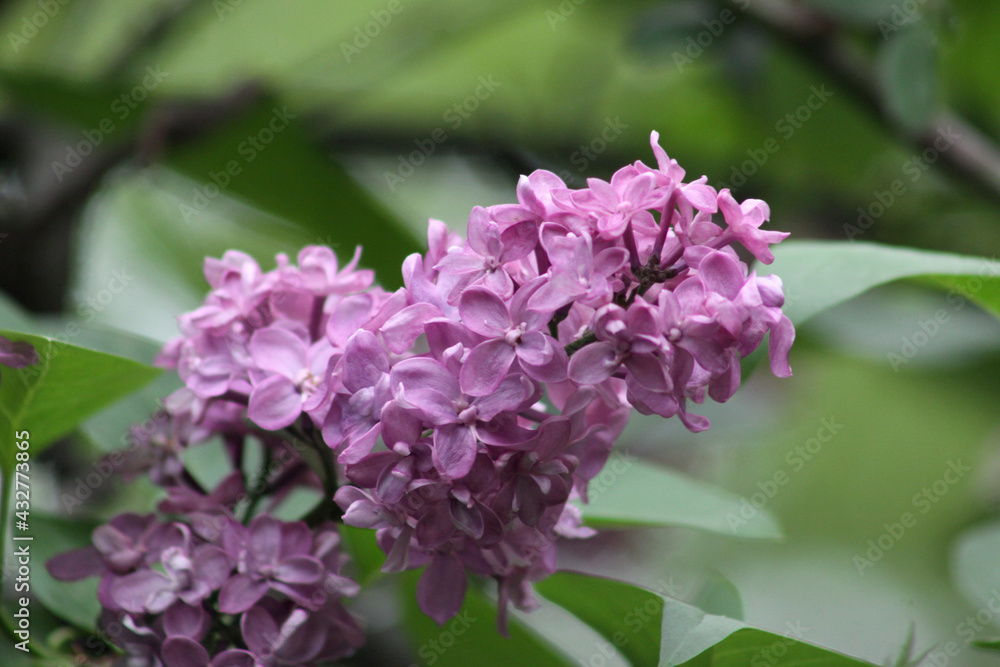 Violet lilac with flowers in bloom closeup view Violet lilac with flowers in bloom closeup view