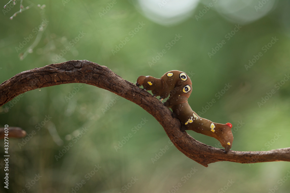 Caterpillar on Branch