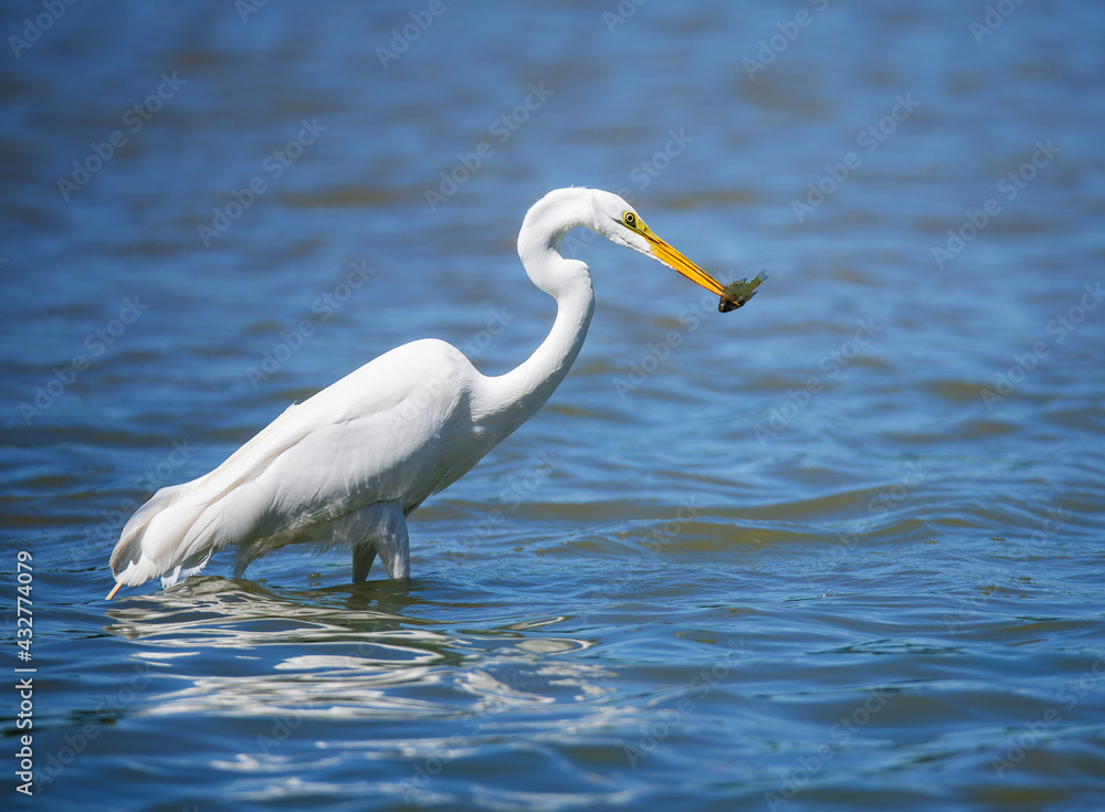 Great Egret (Ardea alba) bird feeding in swallow blue waters of a lake. Great Egret (Ardea alba) bird feeding in swallow blue waters of a lake.