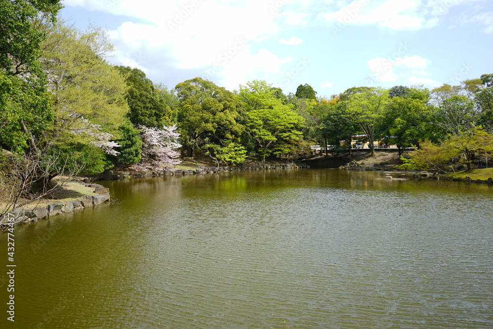 Sagi-ike pond with Sakura, Cherry Blossoms, in Nara park, Japan, isolated - 日本 奈良 奈良公園 鷺池