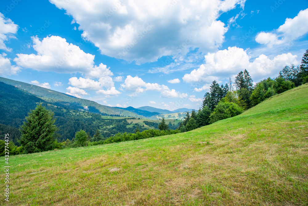 meadow covered with grass near the forest on the background of a mountain range on a clear summer day. Landscape of the mountains.