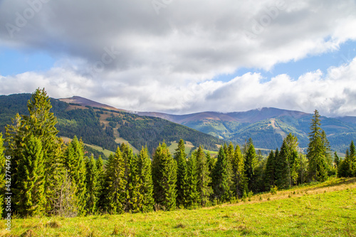 meadow covered with grass near a coniferous forest on the background of a mountain range on a clear summer day. Landscape of the mountains.