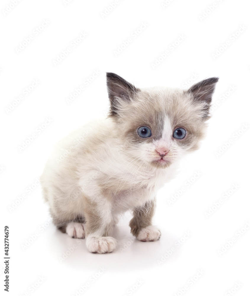 Little gray frightened mowing.