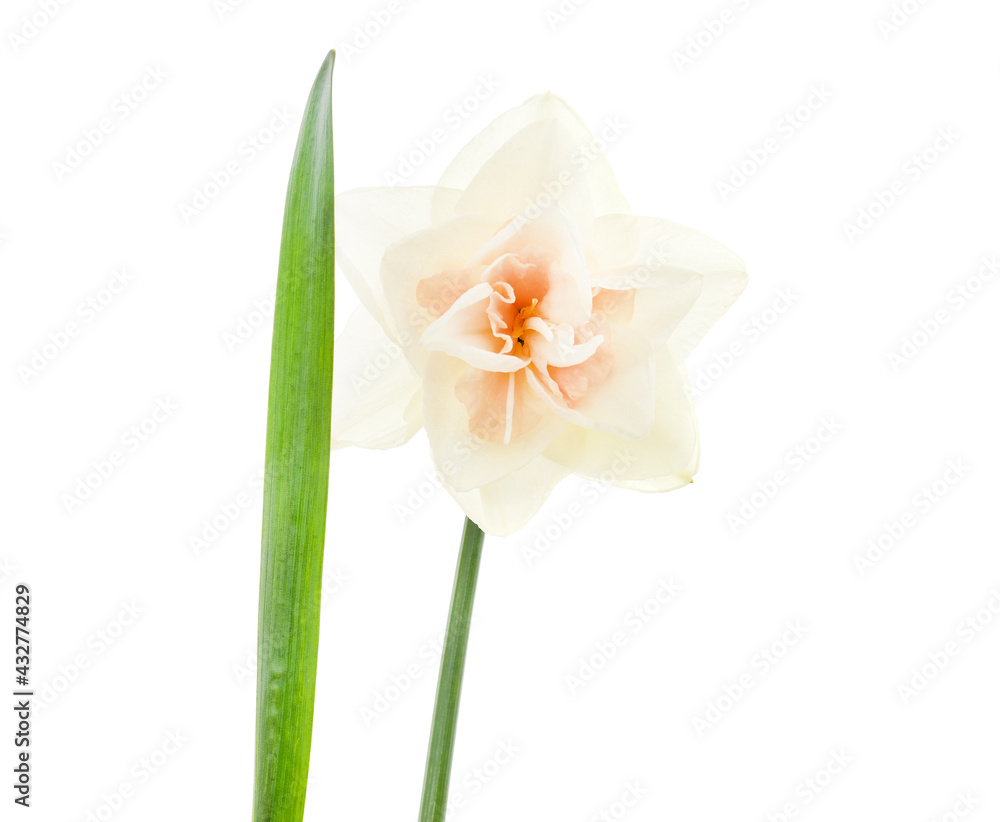 Pink beautiful daffodil. Pink beautiful daffodil.