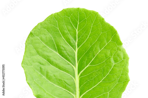 Fresh green Cos lettuce leaves  Salads vegetable. Healthy plant based food from nature. Close up macro shot of green vegetable isolated on white background