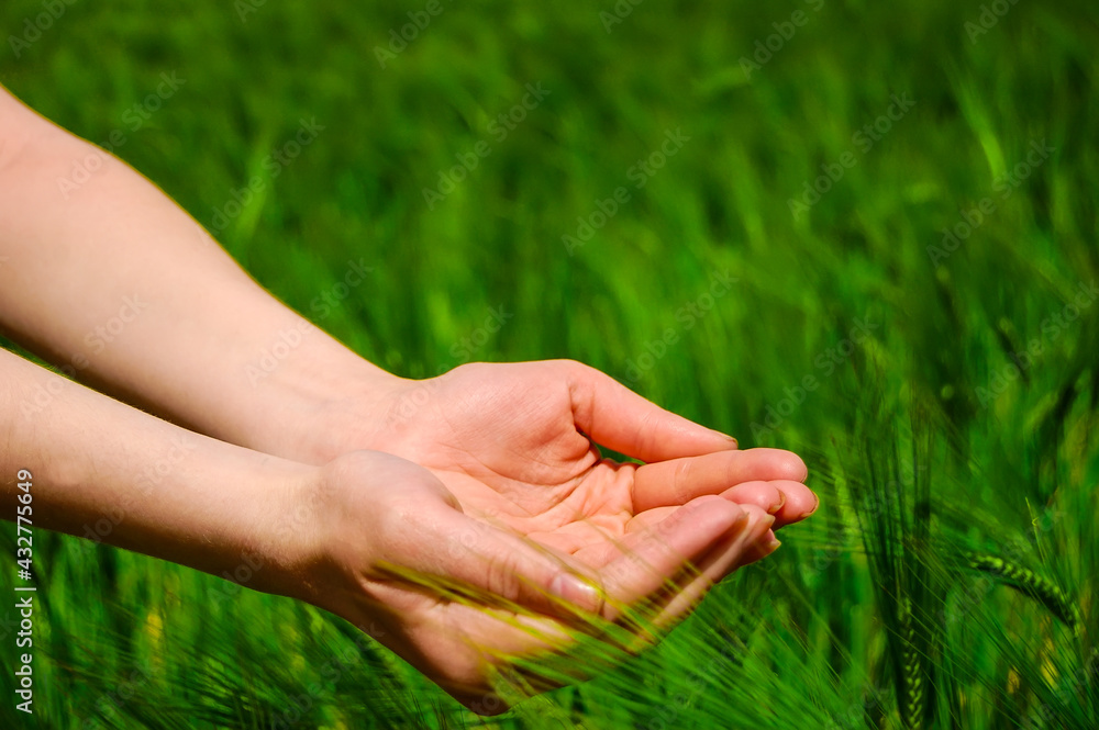 Hand hold something over wheat field. Hand hold something over wheat field.