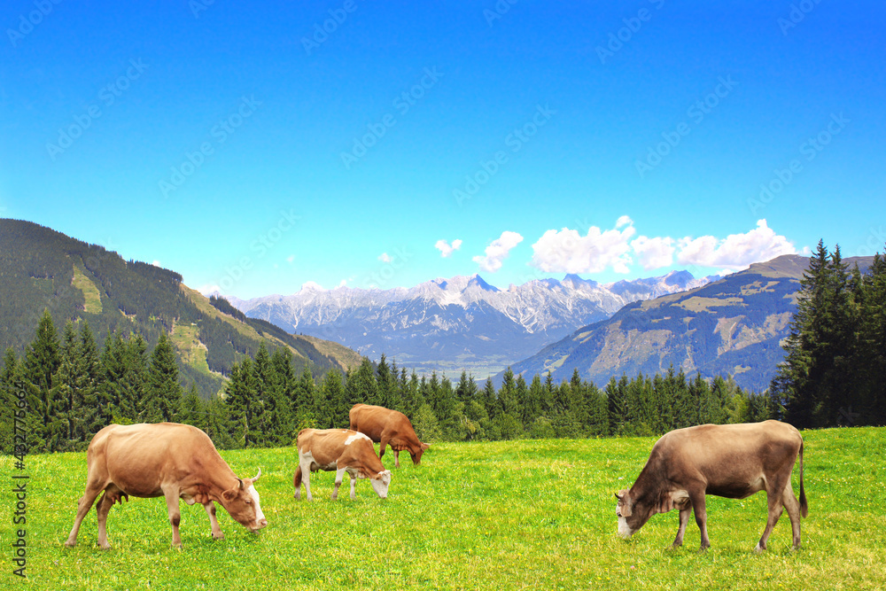 Four cows grazing in a mountain meadow in Alps mountains, Tirol, Austria