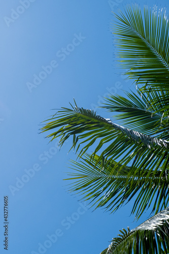 Palm tree on bright blue sky 