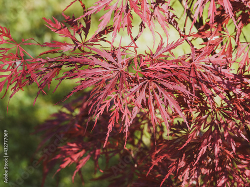 Bilde på lerret Red Japanese maple 'Garnet' or Acer palmatum dissectum