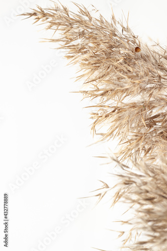 Dry neutral color rush elegant flowers branch with light background and vertical place for text