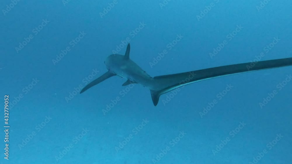 Pelagic Thresher Fox Shark with a big tail, Alopias pelagicus, underwater swim in blue ocean looking for food fish hunting. Divers watching sharks. Scuba Diving in Maldives sea water. Pelagic Thresher Fox Shark with a big tail, Alopias pelagicus, underwater swim in blue ocean looking for food fish hunting. Divers watching sharks. Scuba Diving in Maldives sea water.