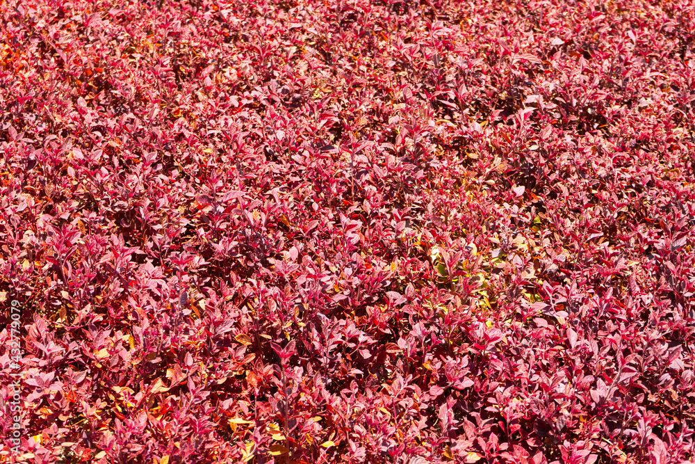 Beautiful bush of barberry with dense red foliage, close up. Red decorative bush in a botanical garden.