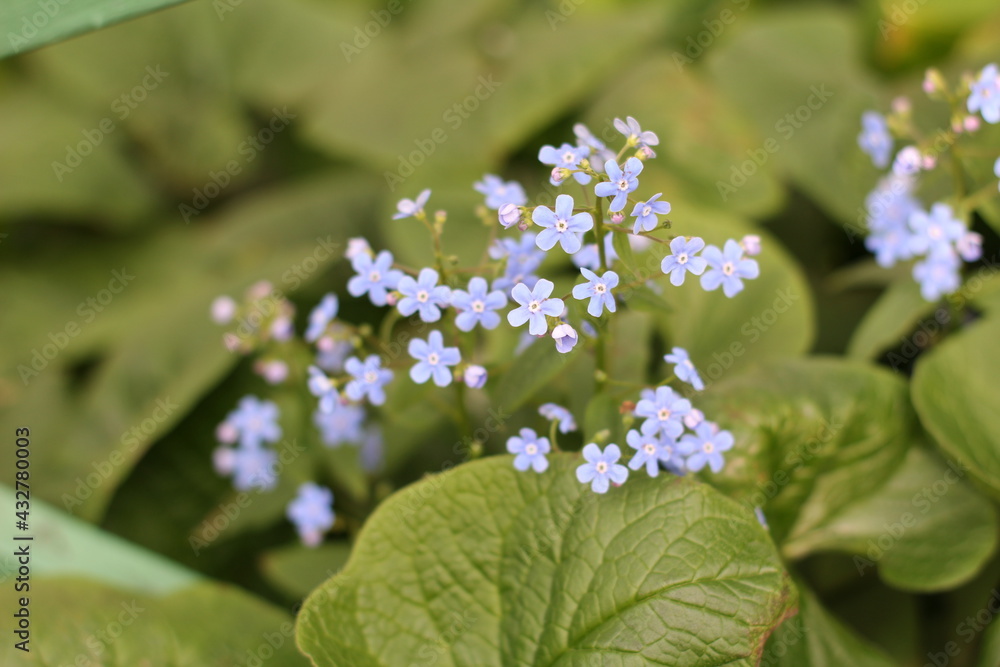 flowers in the garden, small flowers in the garden, cute flowers, little forget-me-nots, delicate flowers flowers in the garden, small flowers in the garden, cute flowers, little forget-me-nots, delicate flowers